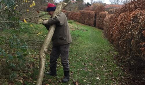 2019 Arbejdsdag_Efterår. Arne tar en af de tunge hasselgrene