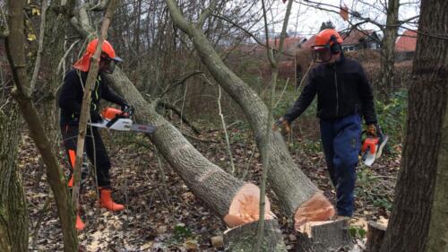 2019 Arbejdsdag_Efterår. Marcus og Niller. Foto: Birgit