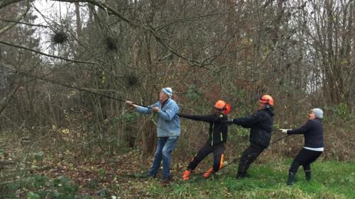 2019 Arbejdsdag_Efterår. Olav, Marcus, Jan og Berit trækker i tovet. Foto: Birgit