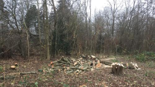 2019 Arbejdsdag_Efterår. Brændet ligger på det ryddet område. Foto: Birgit