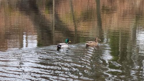 Andeparret opholdt sig i søen under hele arbejdet
