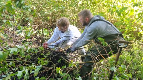 Arbejdsdag 27.9.25 Pilekrat hives op