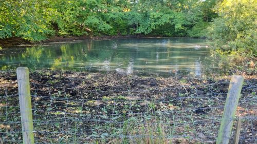 Arbejdsdag 27.9.25 Udsigt til søen reetableret