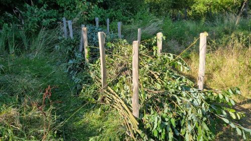 Arbejdsdag 27.9.25 Fyldt på kvashegnet