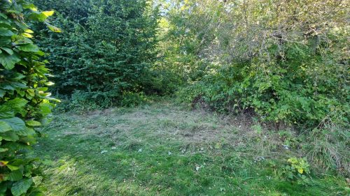 Arbejdsdag 27.9.25 Brombær fjernet