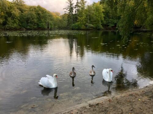 Brededam_Svaner. Foto: Lis Nørholm