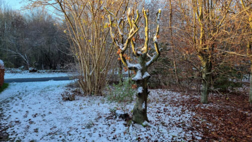 Arbejdsdag_2021_11_28. Martin klippede håret på Fællesarealets vogter "Den hårrejsende dame".